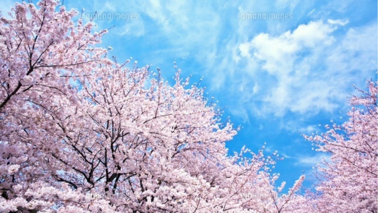 50位：桜の花びらたち2008