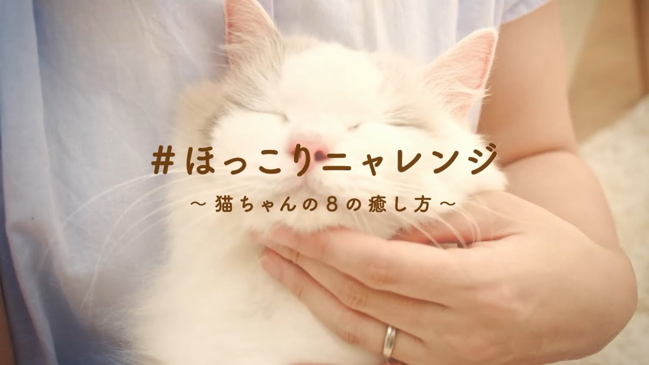 ＃ほっこりニャレンジ 〜猫ちゃんの8の癒し方〜 by UCC BEANS&ROASTERS - YouTube