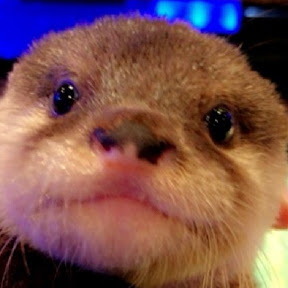 21位 コツメカワウソちぃたん☆ Otter World