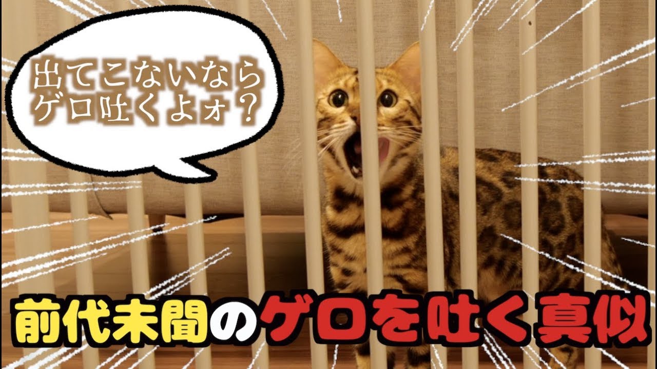 飼い主をおびき出すためにゲロを吐く再現をする猫 - YouTube