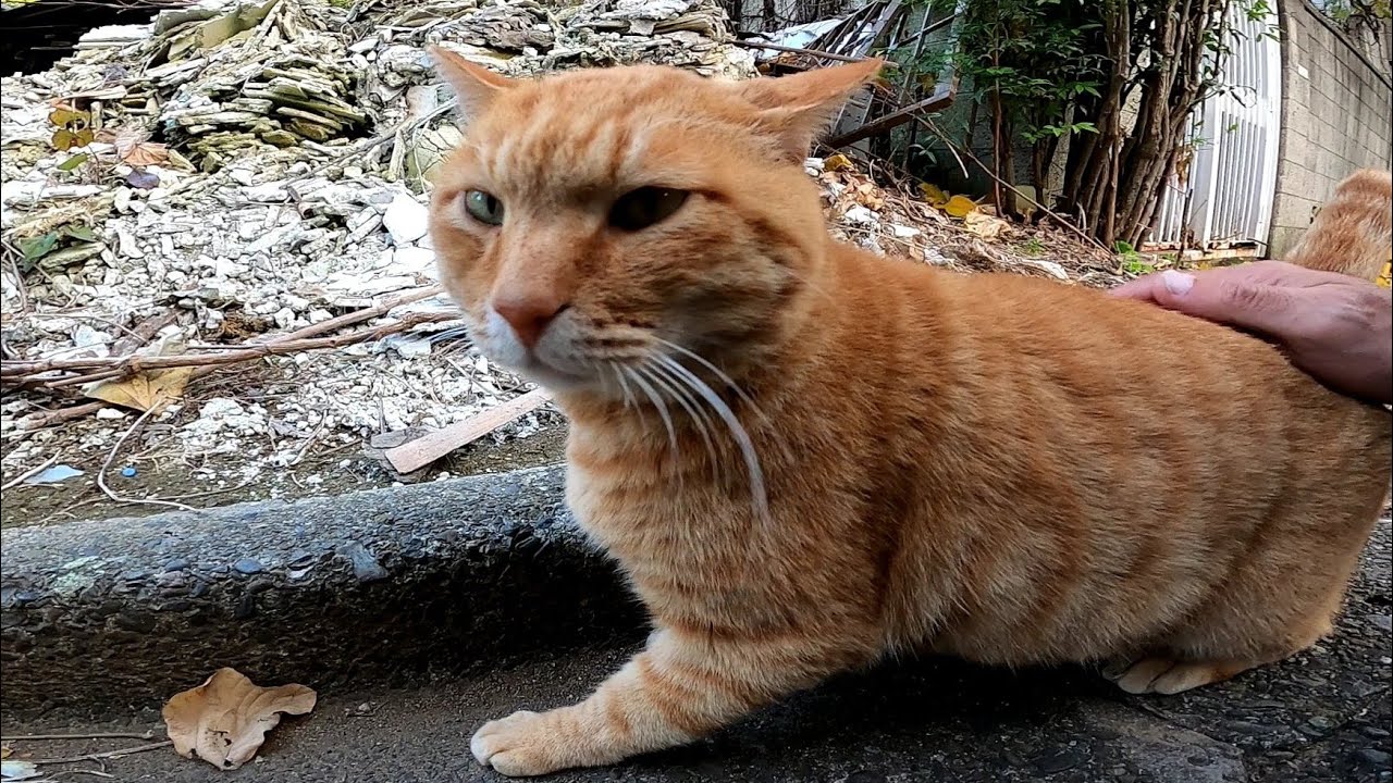 路地裏でハチワレ猫をナデナデしていたら茶トラ猫もモフられにやって来た - YouTube