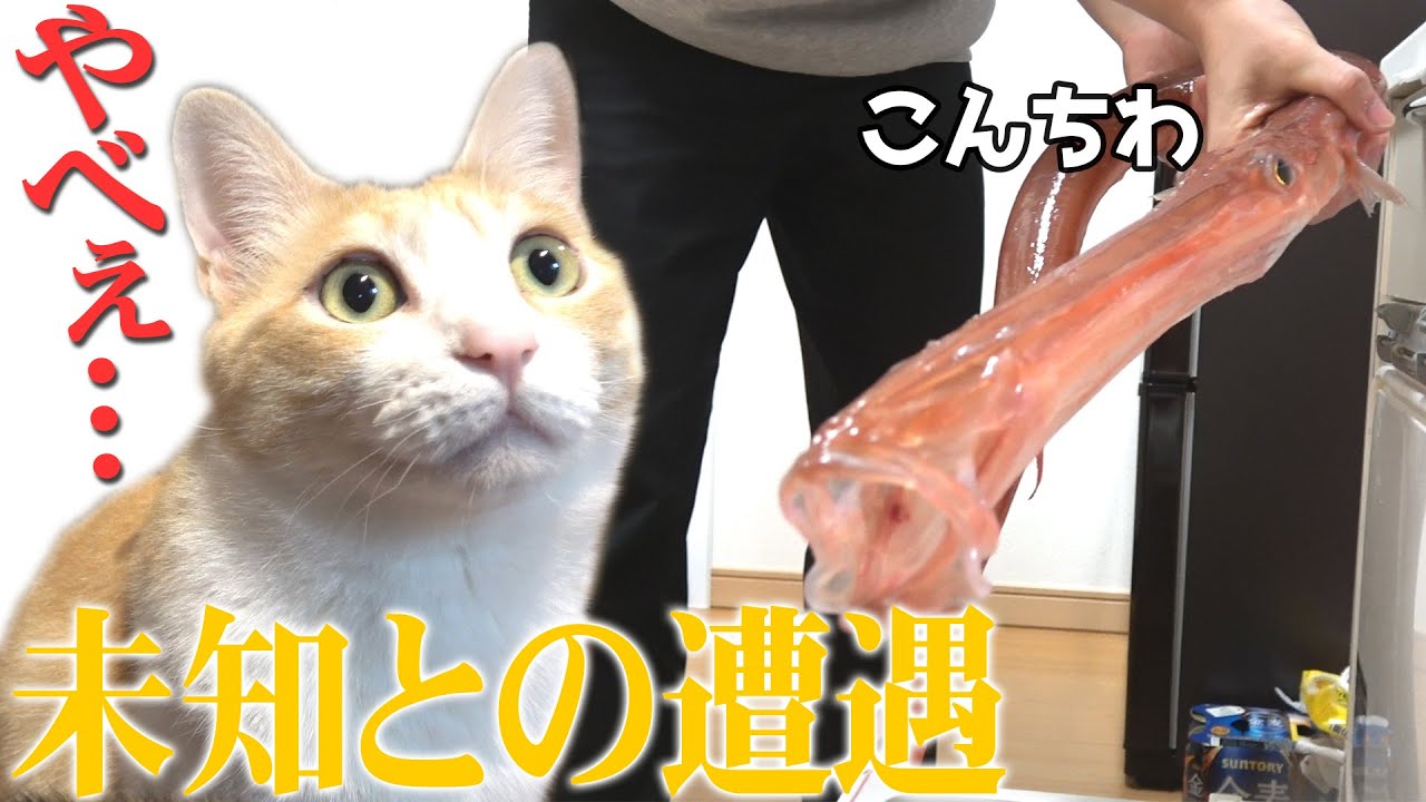 猫たちが謎の生命体と出会ってしまった結果… - YouTube