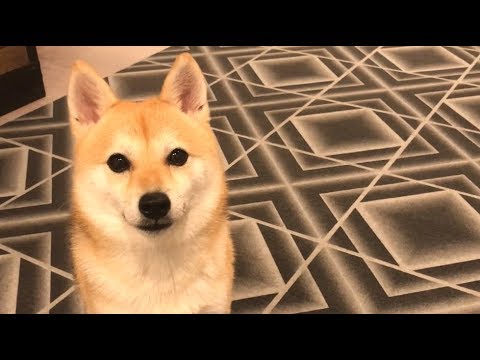 新しく作った遊び場に興奮する柴犬 - YouTube