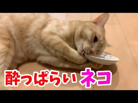 酔っ払ってクネクネしちゃう猫 - YouTube