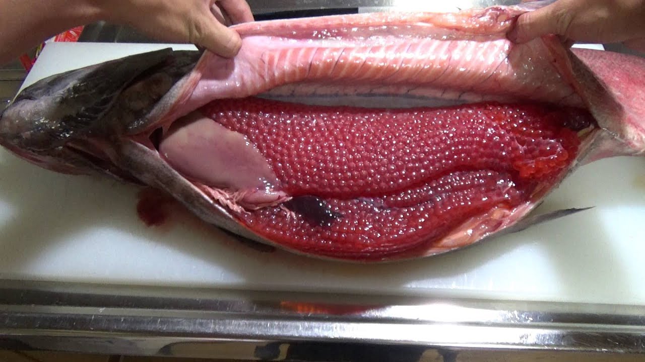 【衝撃映像】キングサーモンのお腹の中身がイクラまみれだった   King salmon　【has subtitles】 - YouTube